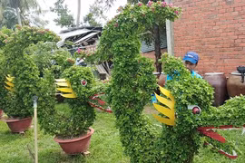 Ngắm “đầu rồng đuôi cá” được tạo từ những chậu hoa giấy