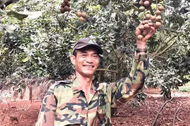 Loại cây ở Lâm Đồng ra thứ hạt ăn là mê, dân giàu hẳn lên