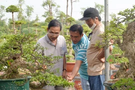 Loại cây cảnh cổ độc đáo ở Tiền Giang, thân u cục kỳ dị