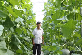 Chi trăm triệu cho con "làm liều", lão nông có khu vườn thu tiền tỷ