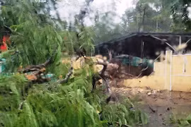 Huế: Cây phượng bật gốc đè sập tường trường học, chắn ngang đường