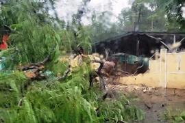 Huế: Cây phượng bật gốc đè sập tường trường học, chắn ngang đường