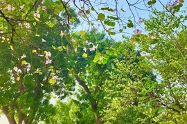 Sắc màu hoa ban đẹp nao lòng giữa trời Hà Nội