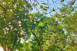 Sắc màu hoa ban đẹp nao lòng giữa trời Hà Nội