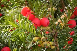 Khám phá những loài cây nguy hiểm nhất thế giới