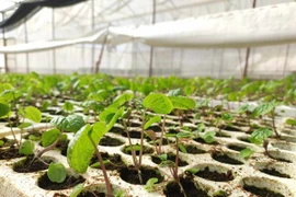 Trồng cây gia vị, người đàn ông thu hoạch củ bán 6 triệu/kg