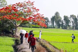 Video: Giới trẻ thích thú check-in "cây phượng cô đơn" ở TP.HCM