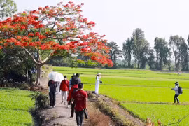 Video: Giới trẻ thích thú check-in "cây phượng cô đơn" ở TP.HCM