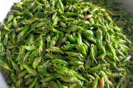 Loại côn trùng trước có đầy đồng, giờ được bán 800 nghìn/kg