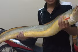 Loài cá lạ dài 2m, bụng chứa một thứ giá gần chục triệu/ kg