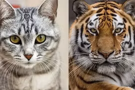 Điều gì sẽ xảy ra nếu một con hổ nhìn thấy con mèo?