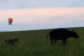 Video: Kịch tính trâu mẹ đối đầu linh cẩu, bảo vệ con 