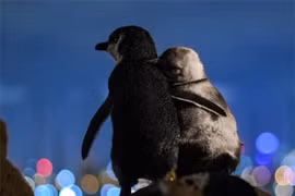 Cặp chim cánh cụt vỗ về, tận hưởng khoảnh khắc cùng nhau