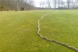 16 hình ảnh cực hiếm, may mắn lắm mới được chứng kiến 