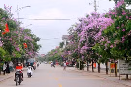 Thích thú cung đường nhuộm sắc tím bằng lăng giữa lòng thành Vinh
