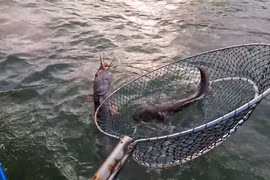 Câu kiều - nghề câu không cần mồi kiếm tiền triệu ở Cà Mau