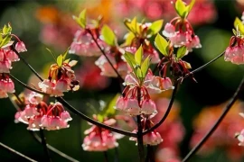 Loại cây tạo nên cơn sốt mỗi khi Tết đến, tiền triệu mỗi cành