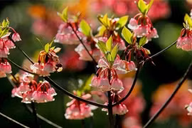 Loại cây tạo nên cơn sốt mỗi khi Tết đến, tiền triệu mỗi cành