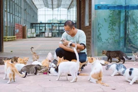 Khám phá Đảo Mèo ở Trung Quốc