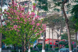 Ngắm hoa anh đào Nhật Bản bung nở ở Hà Nội