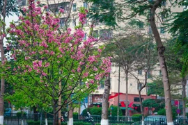 Ngắm hoa anh đào Nhật Bản bung nở ở Hà Nội