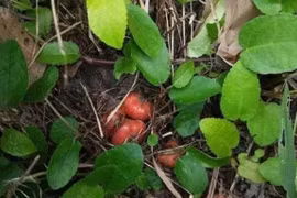 Quả dại "đẻ trứng" nhung nhúc, ngọt như mật ong, hơn nửa triệu/kg 