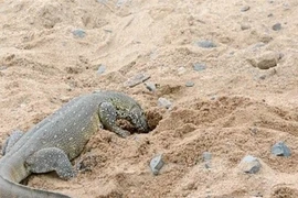 Kỳ đà liều mình trộm trứng của cá sấu