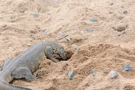 Kỳ đà liều mình trộm trứng của cá sấu