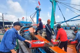 Trúng mẻ cá ngừ 30 tấn, thuyền viên chia nhau gần 1 tỷ 