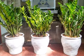 2 cây cảnh giữ nhà, hút tài lộc, ai trồng cũng vượng phát