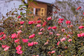 Thích mê vườn hoa tại bãi đá sông Hồng