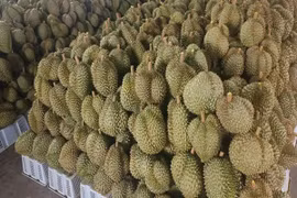 Livestream bán được 1,2 tấn sầu riêng nhưng phải... xin lỗi, hoàn tiền 