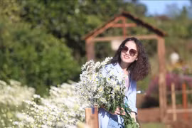 Vườn cúc họa mi ở Pleiku hút khách du Xuân