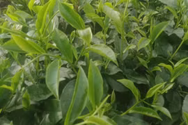 Uống trà xanh thêm vài lát gừng, nhiều lợi ích bất ngờ