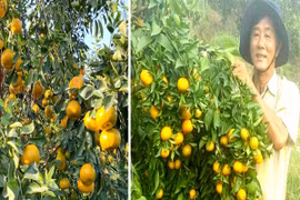 Nông thôn mới kiểu mẫu trên vùng đất chuyên canh cây có múi