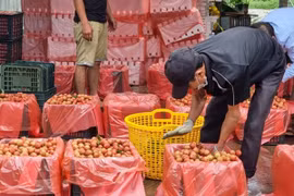 Mùa vải thiều năm nay lo thất thu hàng nghìn tỷ 