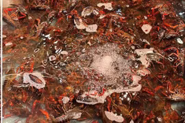 "Thủy quái" đáng sợ đổ về Việt Nam, nhiều nước hối hận khi nuôi