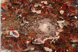 "Thủy quái" đáng sợ đổ về Việt Nam, nhiều nước hối hận khi nuôi