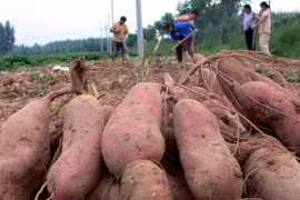 Loại củ trường thọ, chất xơ gấp gần 4 lần bí ngô