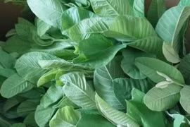 Thực hư uống nước lá ổi chữa bách bệnh, "đánh tan" cả ung thư