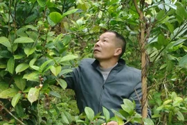 Trồng cây đặc sản ra hoa bán đắt như vàng