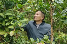 Trồng cây đặc sản ra hoa bán đắt như vàng