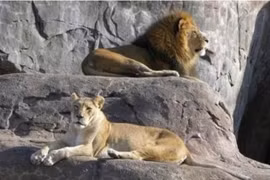 Tại sao sư tử chết trong tự nhiên không bao giờ tìm thấy xác?