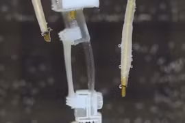 Nhật Bản chế tạo Robot với cơ bắp sống có khả năng đi bộ 