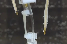 Nhật Bản chế tạo Robot với cơ bắp sống có khả năng đi bộ 