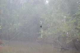 Tơ nhện dai chắc gấp 10 lần sợi áo chống đạn