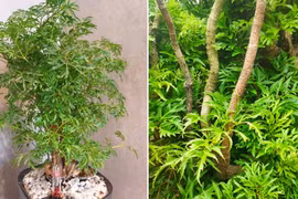 Người thuộc 2 mệnh này hợp trồng đinh lăng, lộc đến ào ào