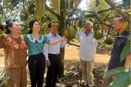 Nông dân ở Phú Yên thu nhập khủng nhờ trồng sầu riêng 