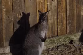 Cá thể chuột túi được phát hiện ở Cao Bằng giờ thế nào?