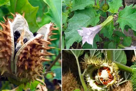 Lá ngón so với 3 loại cây có độc tính cao nhất